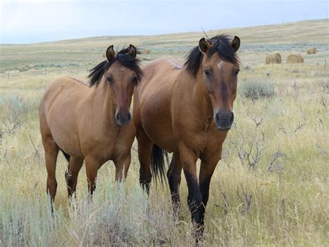 Spanish Mustang Horse Info, Origin, History, Pictures