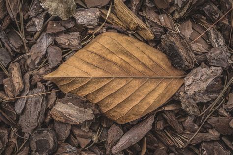 Leaves Leaf Deciduous - Free photo on Pixabay - Pixabay