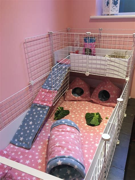 Cages Of Guinea Pig at Geraldine Degree blog