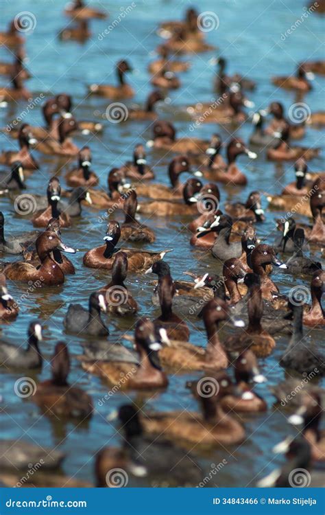 Flock of Geese Enjoying the Lake Water Stock Photo - Image of animal, silk: 34843466