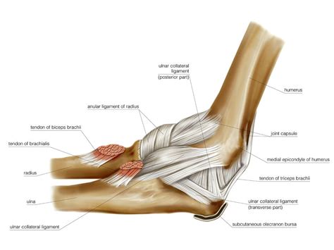 Elbow Joint #6 Photograph by Asklepios Medical Atlas - Pixels