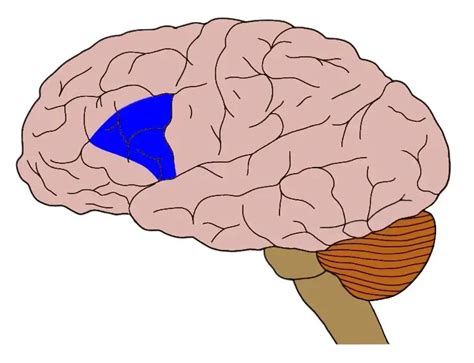 Know Your Brain: Broca's Area