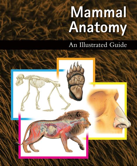 Mammal Anatomy: An Illustrated Guide