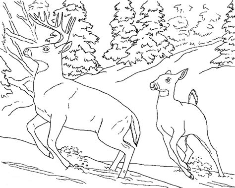 Florida animals coloring pages download and print for free