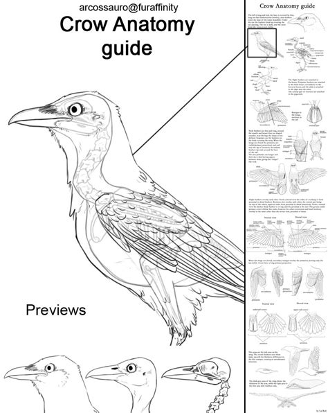 Anatomy images, Crow, Anatomy