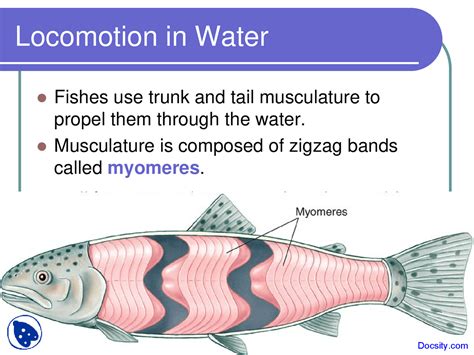 Locomotion in Water, Fishes - General Zoology - Lecture Slides - Docsity