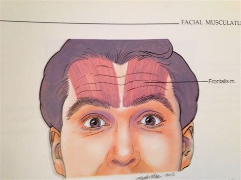 Forehead Muscles Anatomy