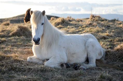 9 Things You Didn't Know About the Icelandic Horse | What's On in Reykjavík