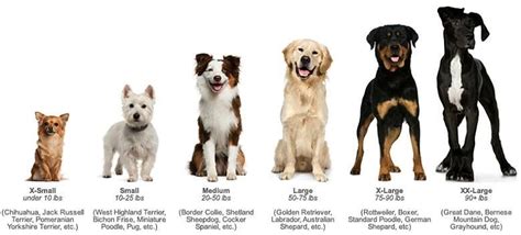 Dog sizes Dog Care 101, Dog 101, Puppy Care, Custom Dog Kennel, Wooden ...