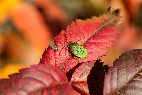 Tackle Pests During Autumn | Behavior & Prevention