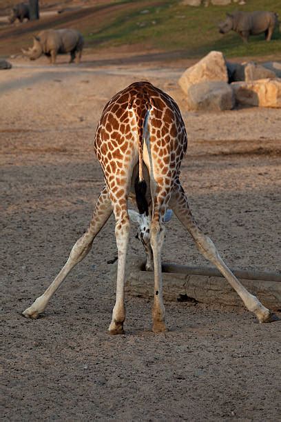 Giraffe Feet Stock Photos, Pictures & Royalty-Free Images - iStock