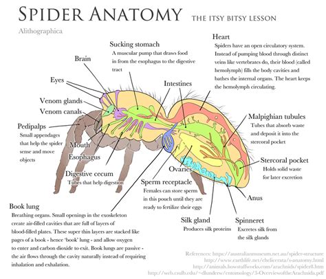 Science Fact Friday: Spider Anatomy by Alithographica on DeviantArt