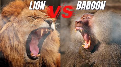 Baboon vs Lion Fight to Death: Lion Attaching Baboon & Baboon Dying In a Lion Jaw - YouTube