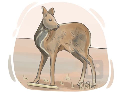 Definition & Meaning of "Musk deer" | LanGeek