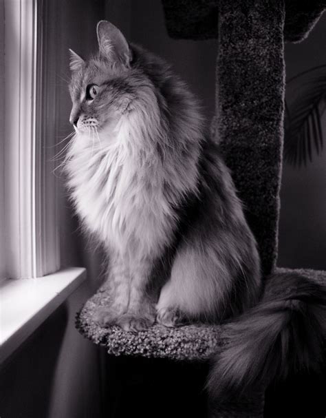 Cat Window Watching | Cats, Cat window, Cat photography