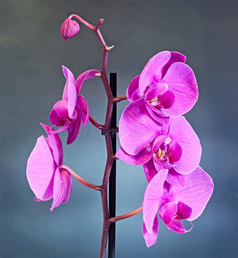 Purple Branch Orchid Flowers, Orchidaceae, Phalaenopsis Known As the ...