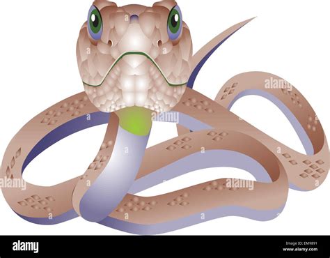 Vector snake isolated on white background Stock Vector Image & Art - Alamy