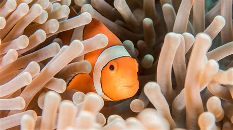 Meet the Real Fish Species of Finding Nemo - Scuba.com