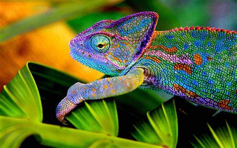 Chameleon Wallpapers - Wallpaper Cave