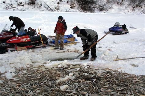 Deckboss: Almost lamprey time again on the Yukon