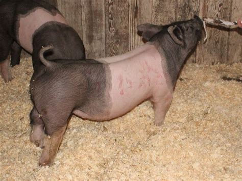 Show Pigs for Sale - Robinson Livestock