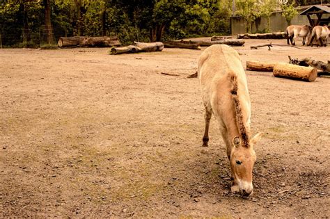 Horse Steppe Dry - Free photo on Pixabay - Pixabay