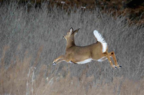 White-Tailed Deer Facts (Odocoileus virginianus)