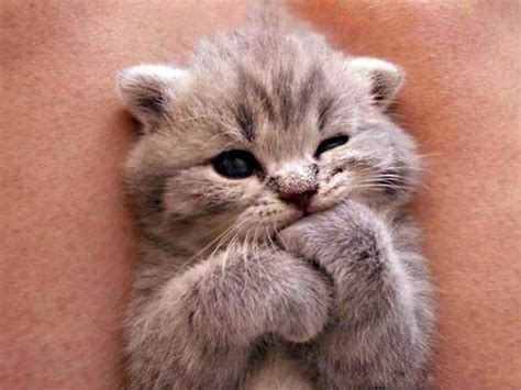 99 Insanely Adorable Cute Kittens