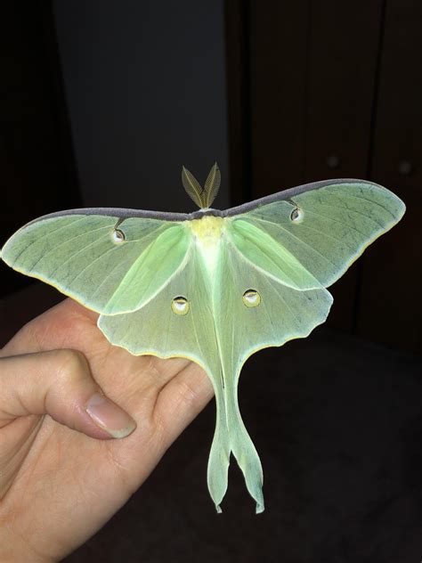 The Luna Moth I found at work! Huge!! : r/moths