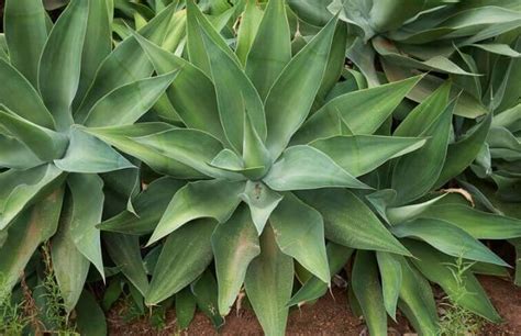 What is agave inulin? - Blog - Undersun Biomedtech Corp