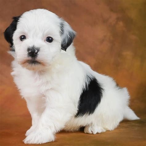 Maltipoo Puppies for Sale | Cute, Cuddly, Playful, Adorable, andLoyal