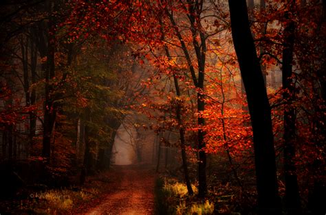 Dark Autumn by Nelleke on DeviantArt