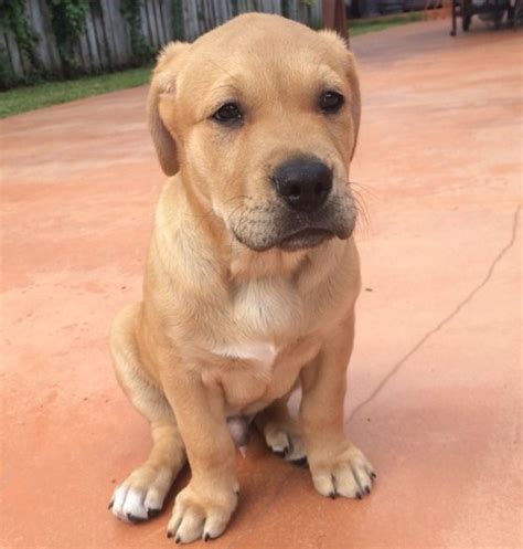 Pitbull Golden Retriever Mix Puppy | Pitbull Puppies