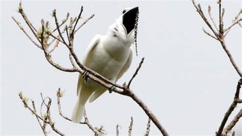 New Record for Loudest Bird Call Set During Mating Ritual