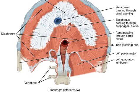 Comment la BPCO affecte-t-elle le diaphragme