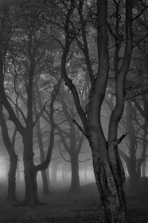 Moonlit Copse by Ben Robson Hull Digital Photography, Fine Art Photography, Photography Photos ...