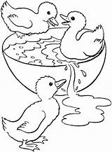 Wood Duck Coloring Page At GetColoringscom  Free Printable Colorings sketch template