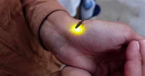 Fireflies’ Glow Could Soon Be Extinguished by Human Actions