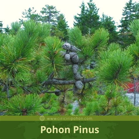 Pohon Pinus di Mata Masyarakat Korea, Seperti Apa? - Ciriciripohon.com