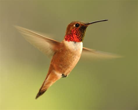 Hummingbirds in Missouri: 8 Most Common Species with Pictures