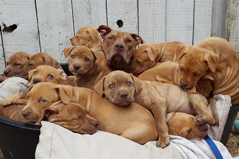 38 Droll Puppies Adoption For Free Photo 4K - au.bleumoonproductions