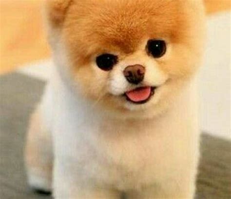 Cập nhật hơn 64 về hình nền chó cute cho điện thoại hay nhất - coedo.com.vn