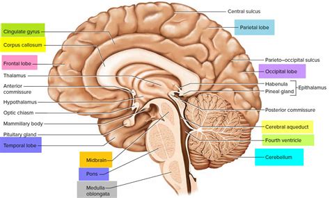 Hemispherectomy indications, prognosis, risks, side effects & complications