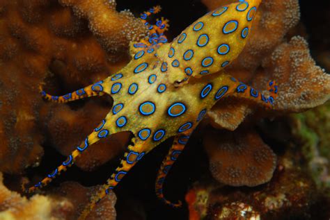 Blue-Ringed Octopus Facts, Habitat, Life Cycle, Venom, Pictures