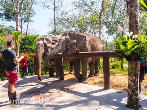 Phuket Elephant Sanctuary @ Not Quite Nigella