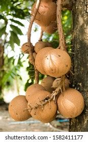 Fruits Sala Tree Buddha Tree Thailand Stock Photo 1582411177 | Shutterstock