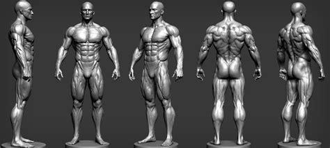 3D Male Anatomy Reference em 2020 | Referência anatomia, Desenho da figura humana, Anatomia zbrush