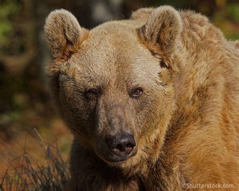 Syrian-brown-bear - World Land Trust