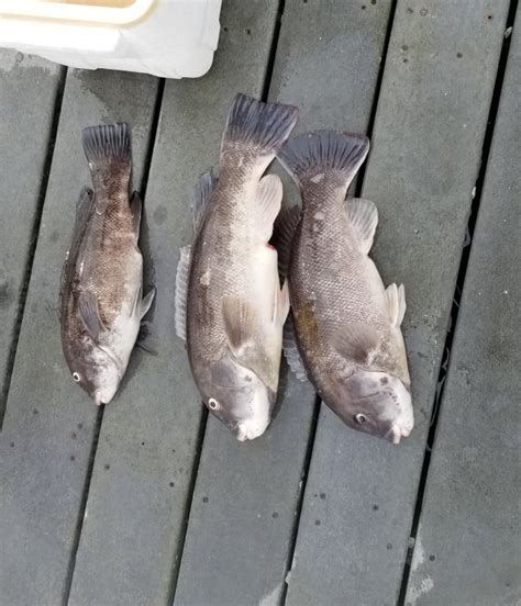 Tautog | Fishing Photo