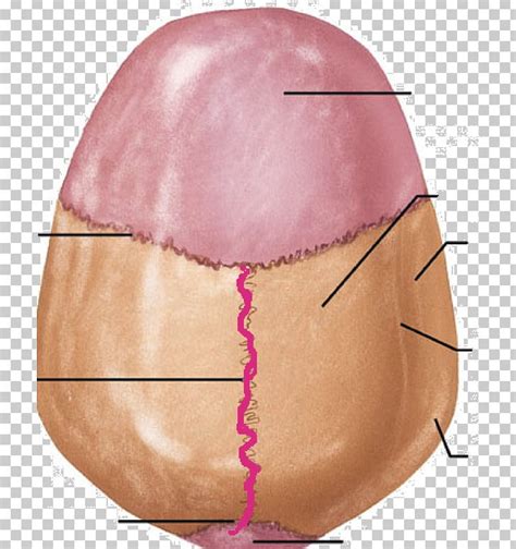 Cranial Sutures Anatomy